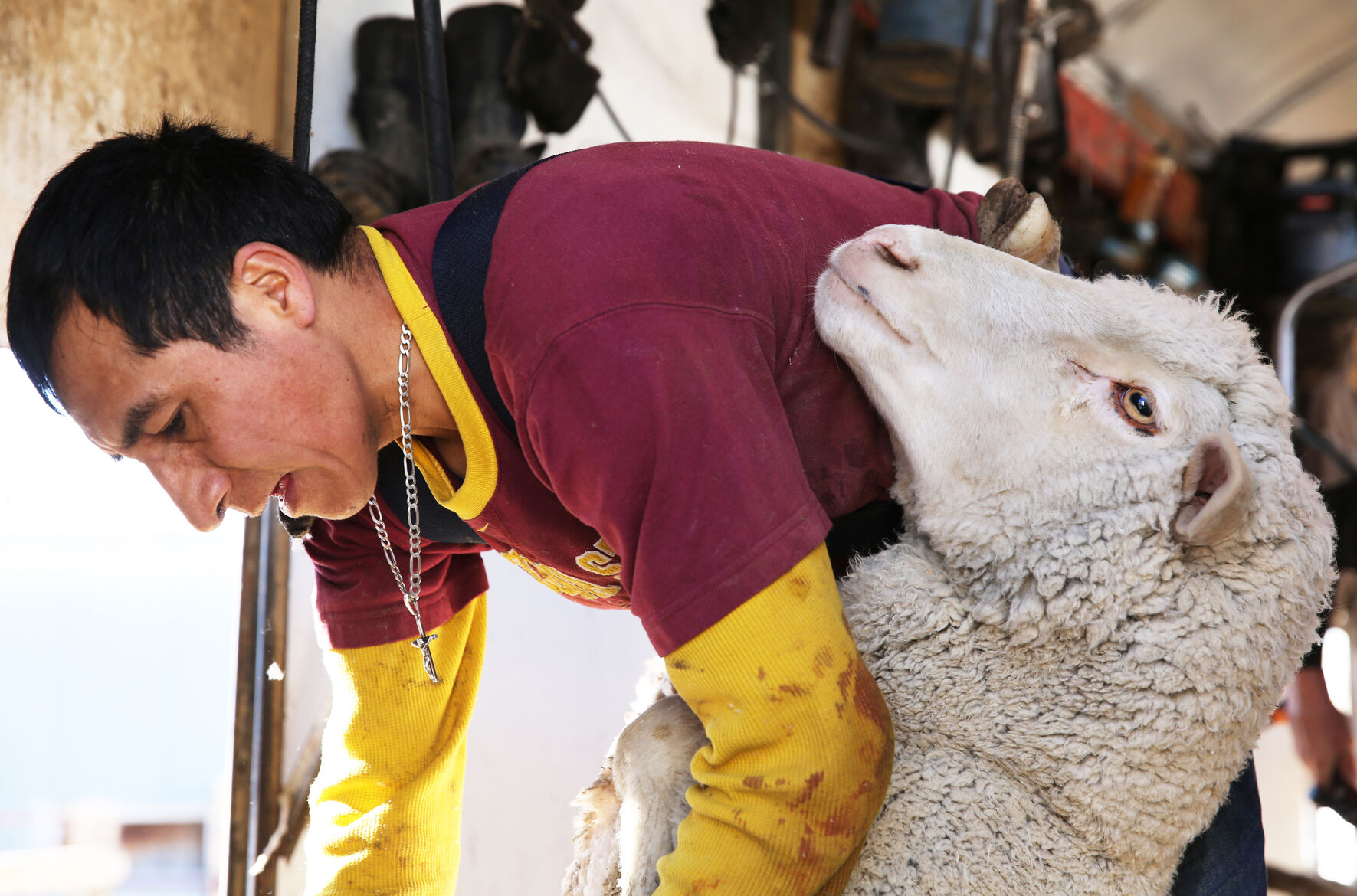 Juan Luna balances a ewe against his leg as he shears